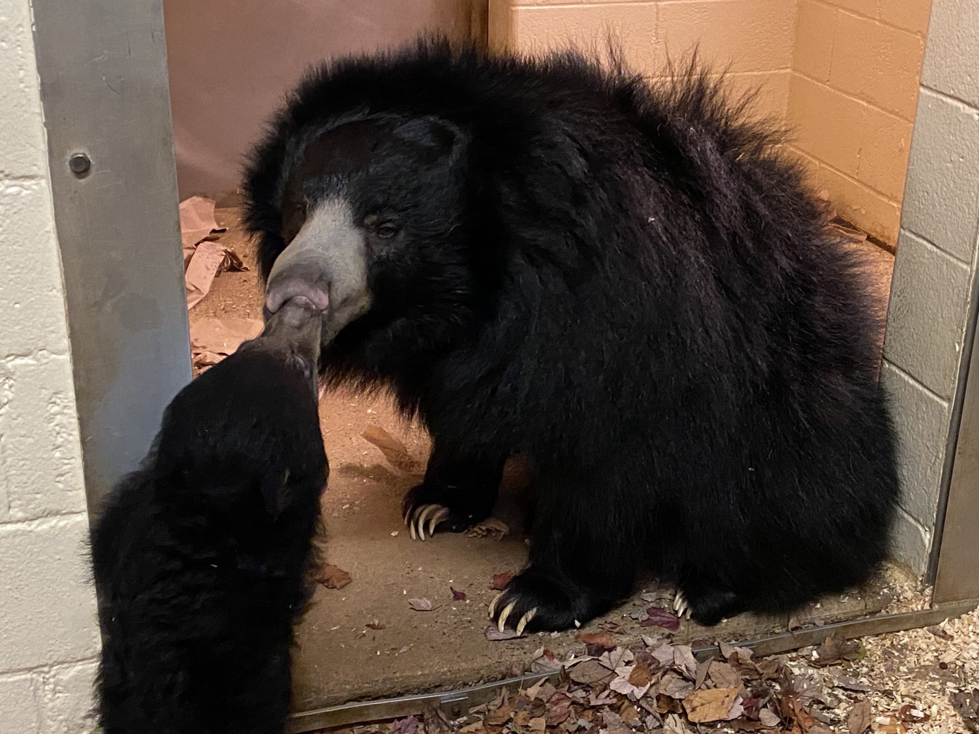 aldi sloth bear