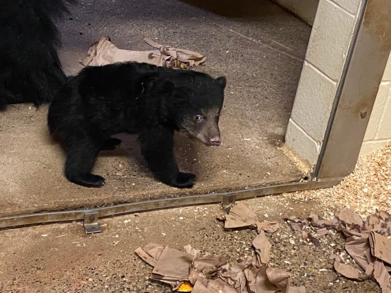 Vote Philadelphia Zoo