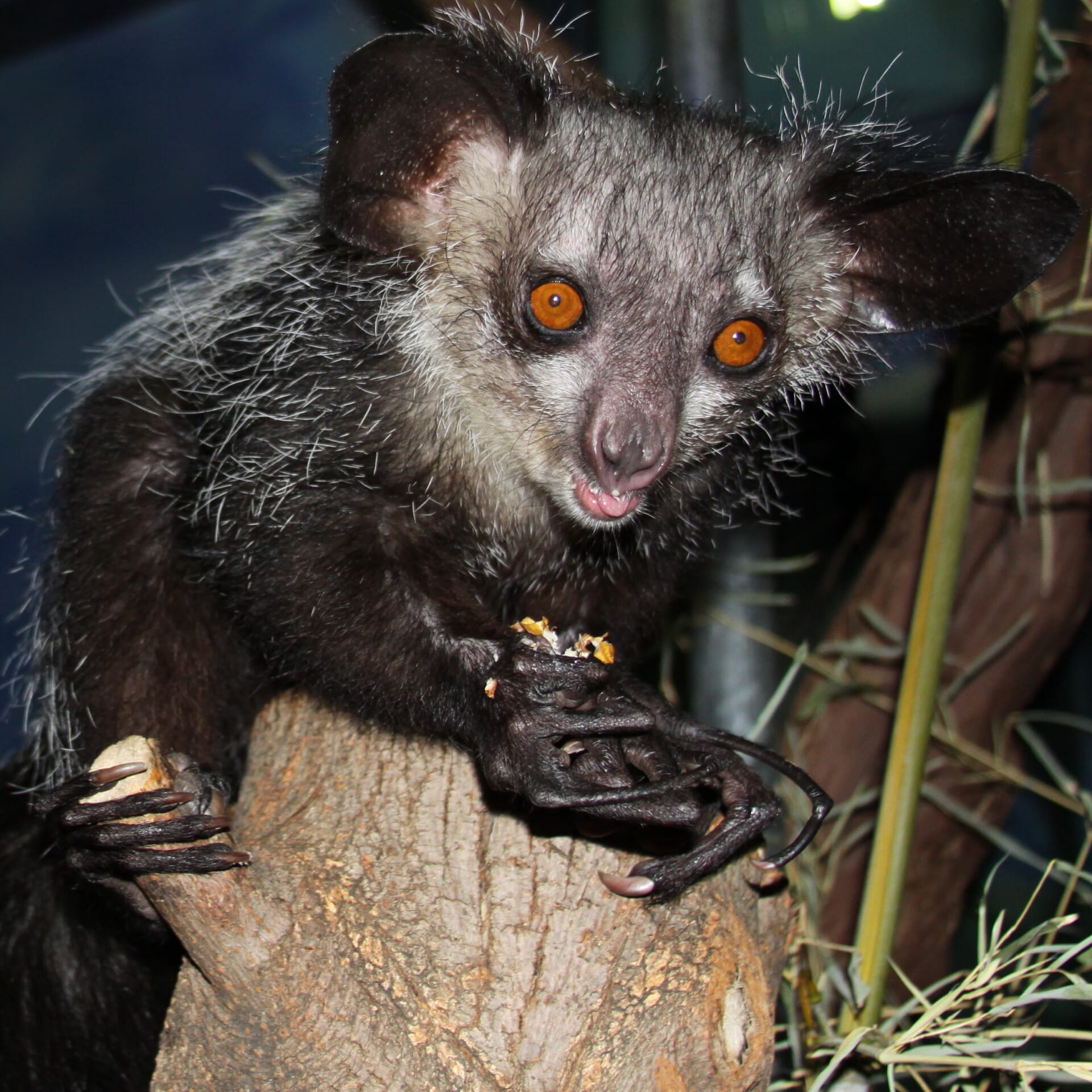 The Bizarre Aye-Aye Isnt Giving Us the Finger After All 