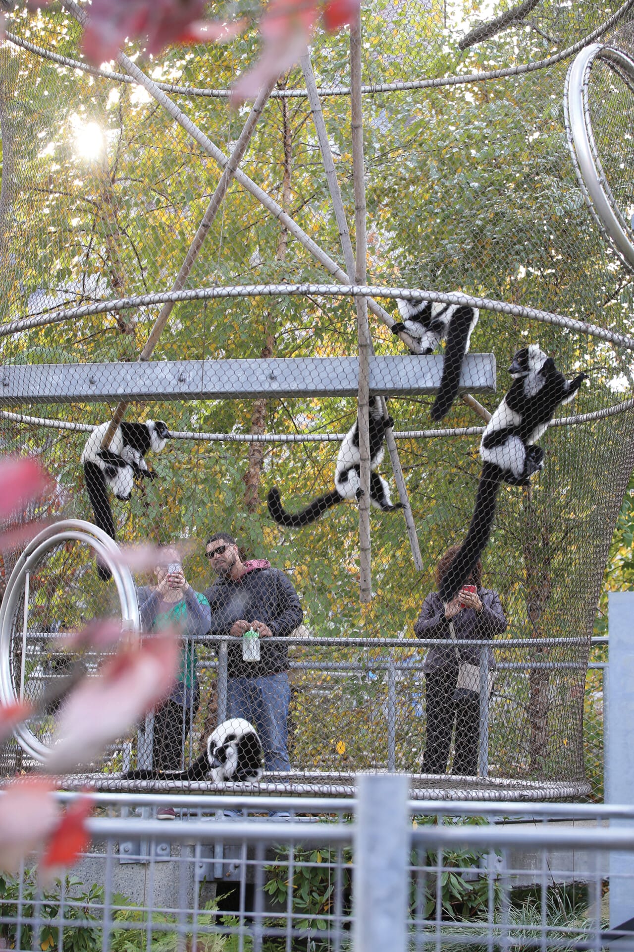 Zoo360 Lemurs