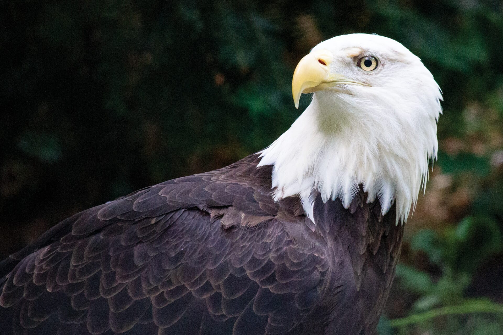 bald eagle_background