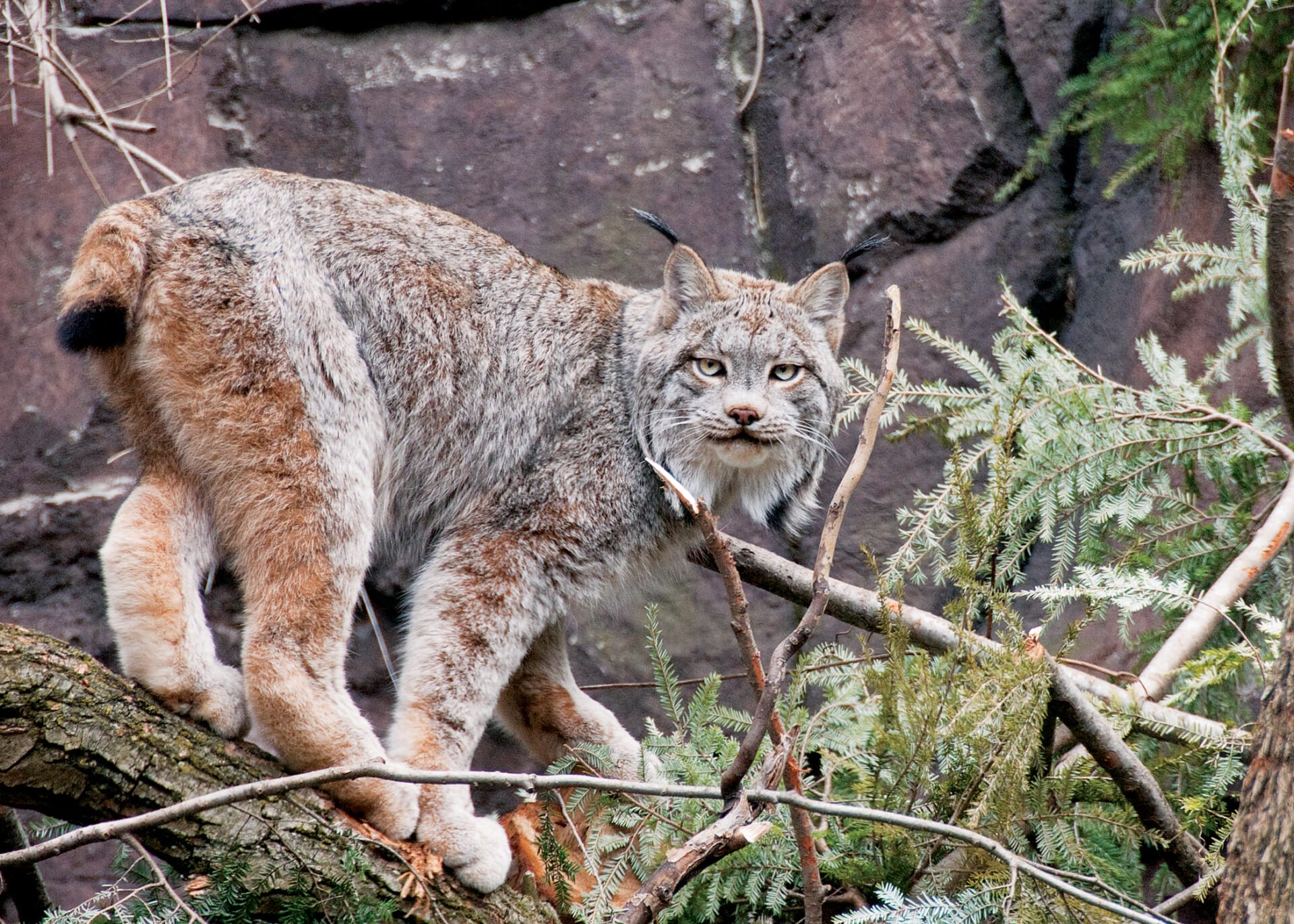 canada lynx_background