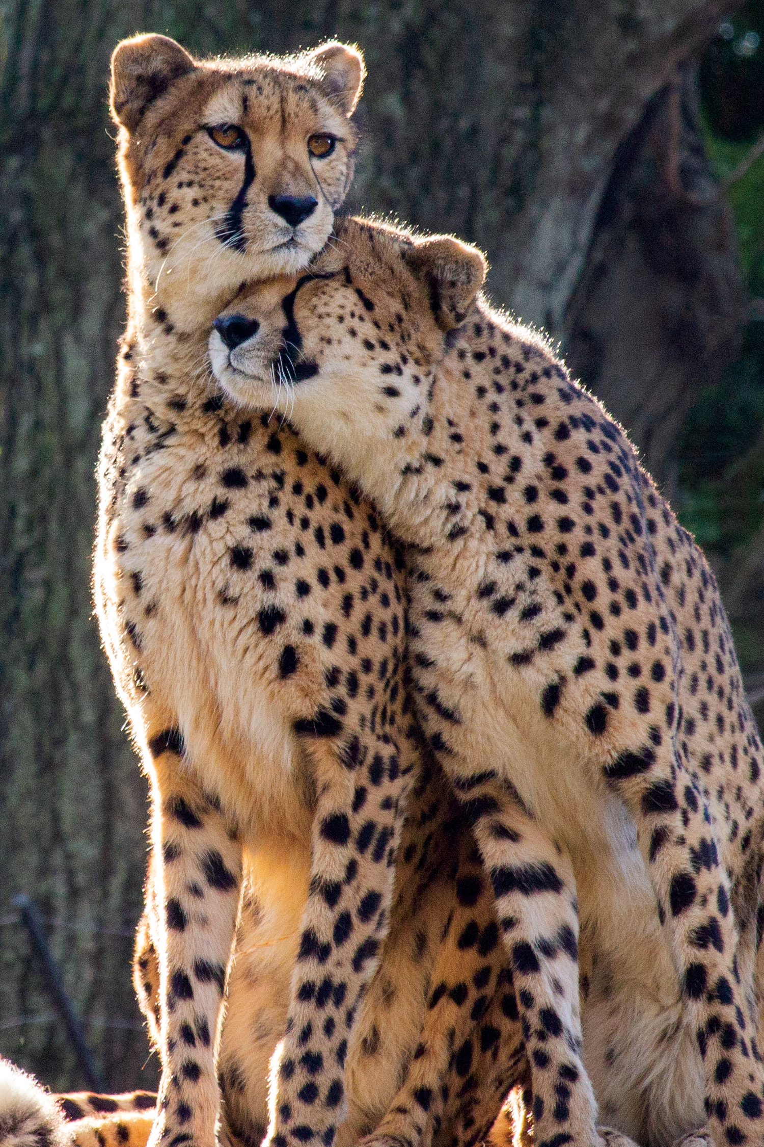Cheetahs