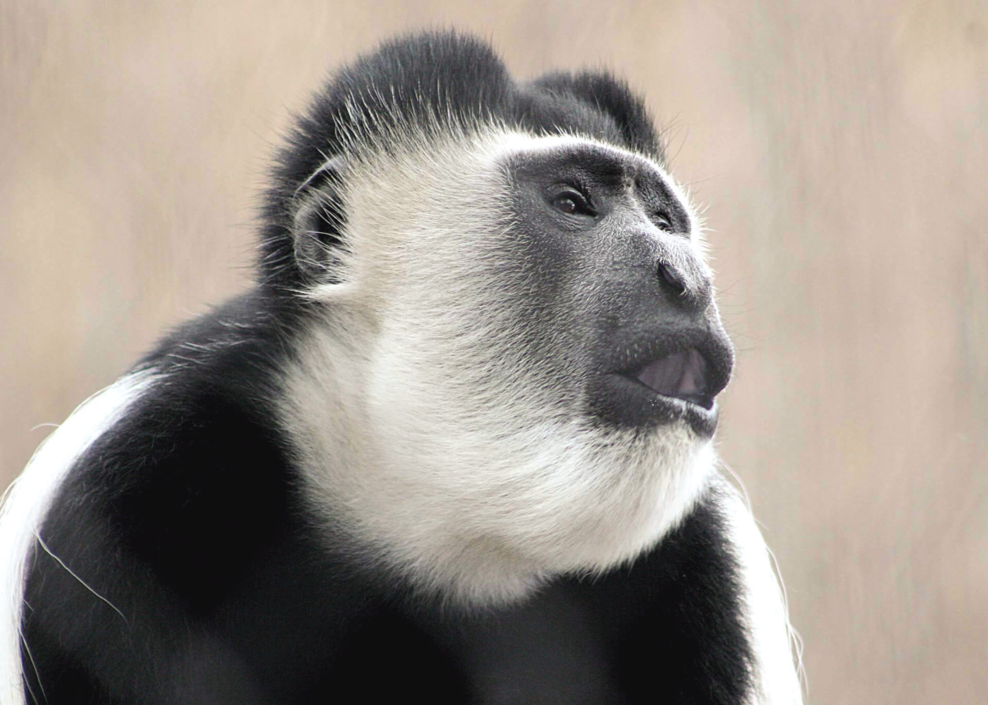 colobus monkey_background