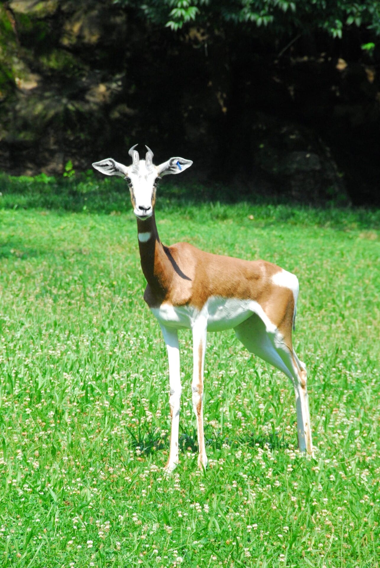 Mhorr gazelle_2