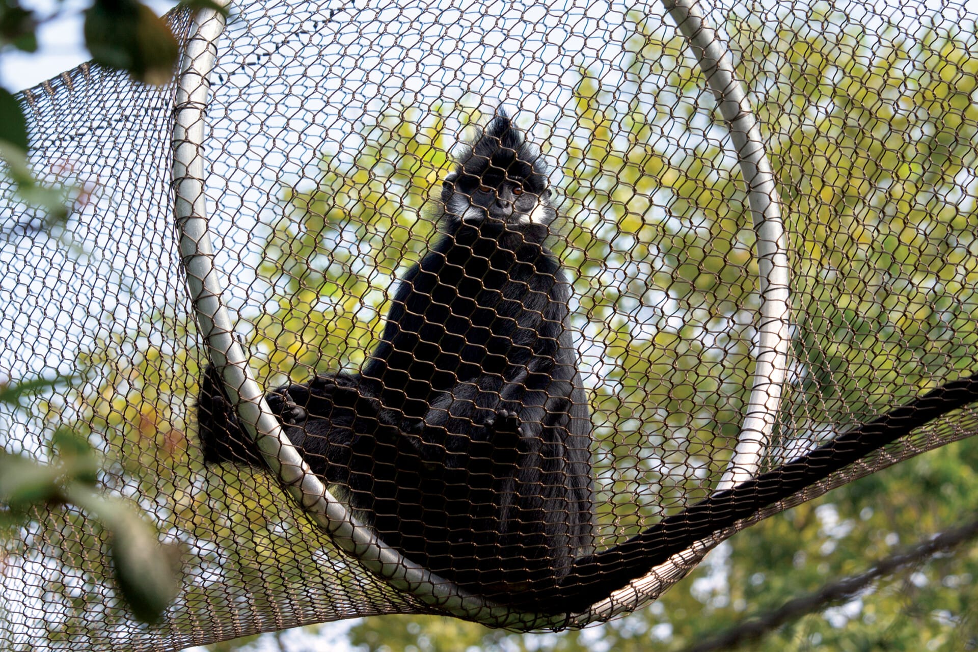 francois langur_2