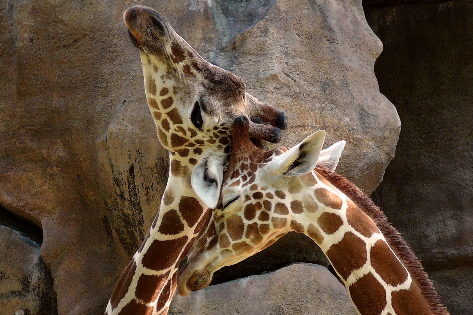 Giraffe_background