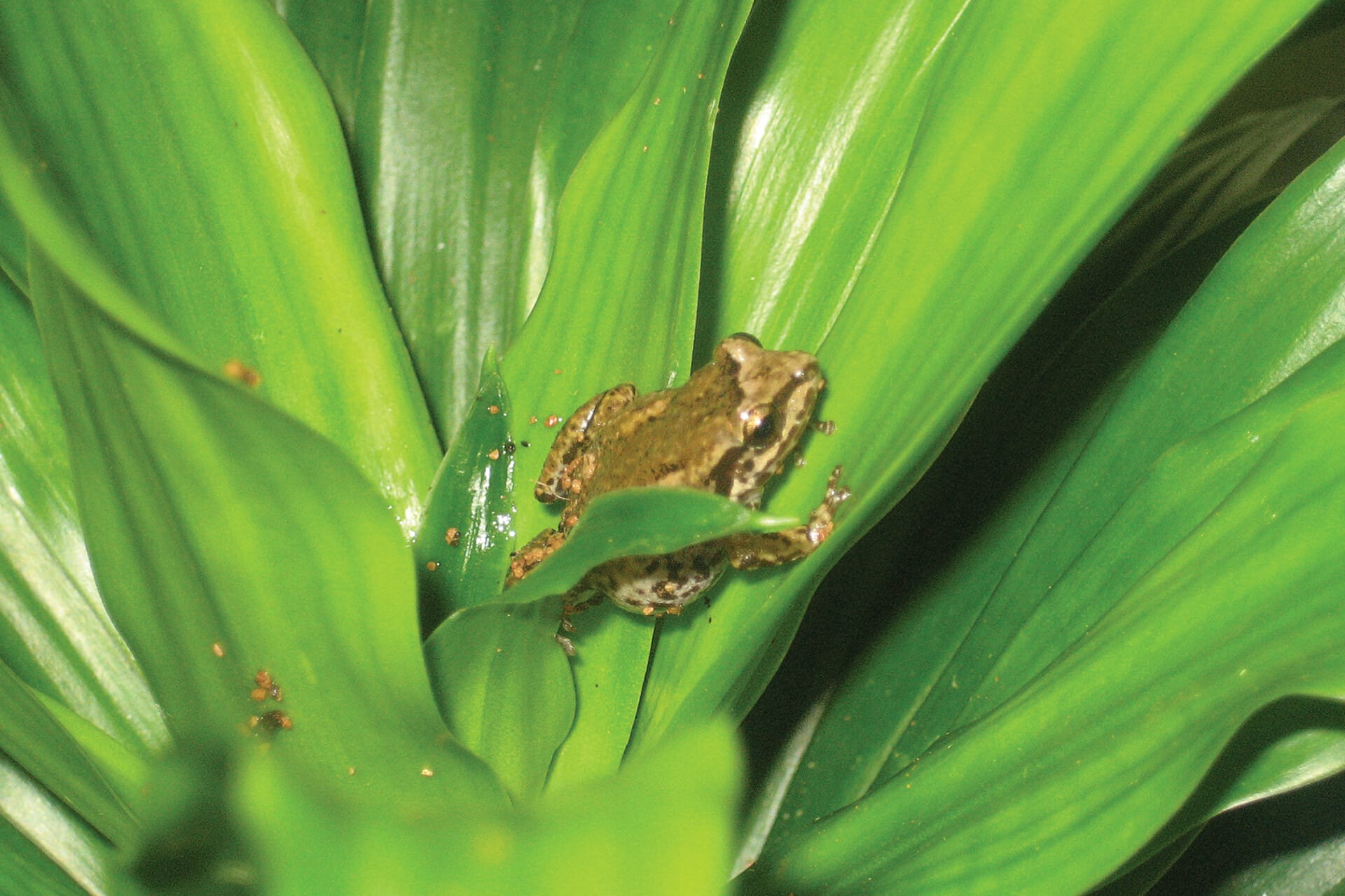 Frog