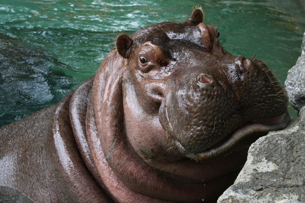 Meet Our Animals | Hippopotamus – Philadelphia Zoo