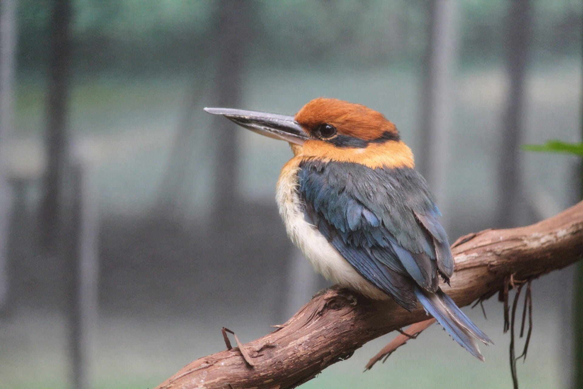 guam kingfisher