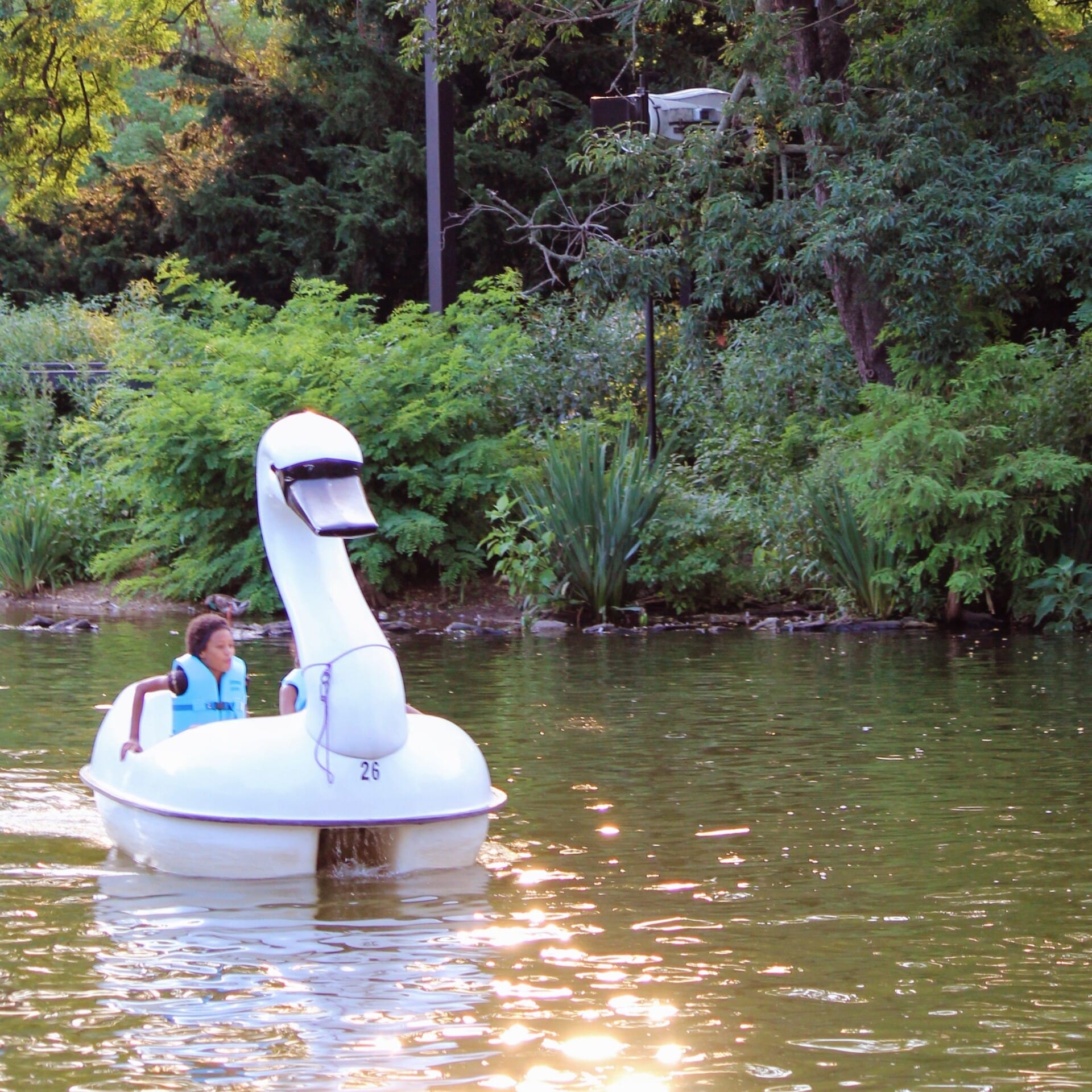 Attractions Swan Boats