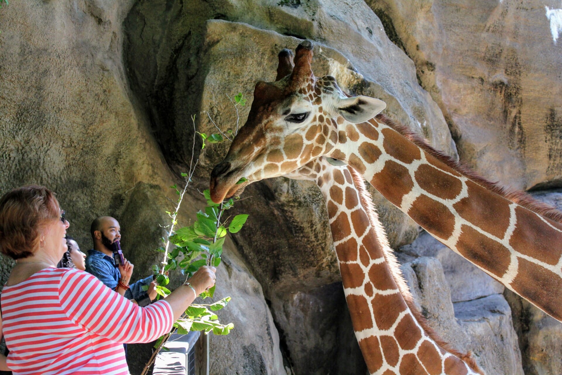 African Plains Giraffe Feeding