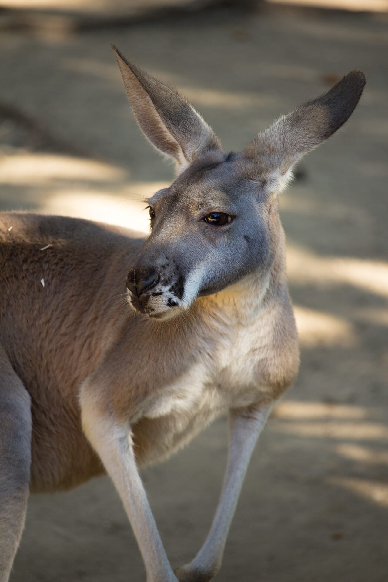 Kangaroo 2