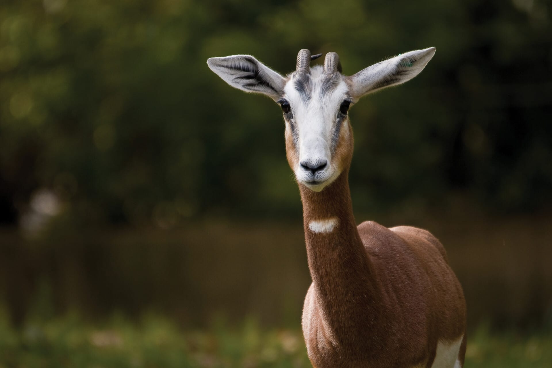 mhorr gazelle_background