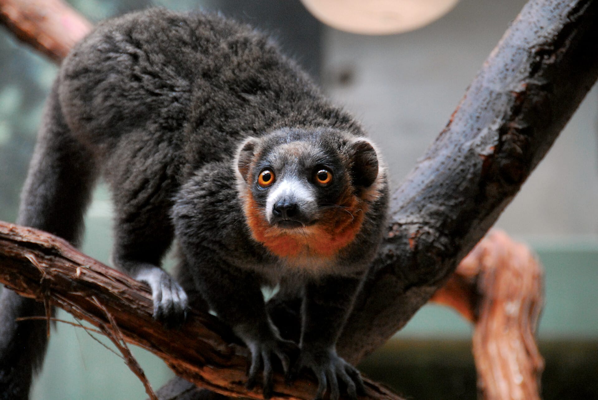 mongoose lemur_background