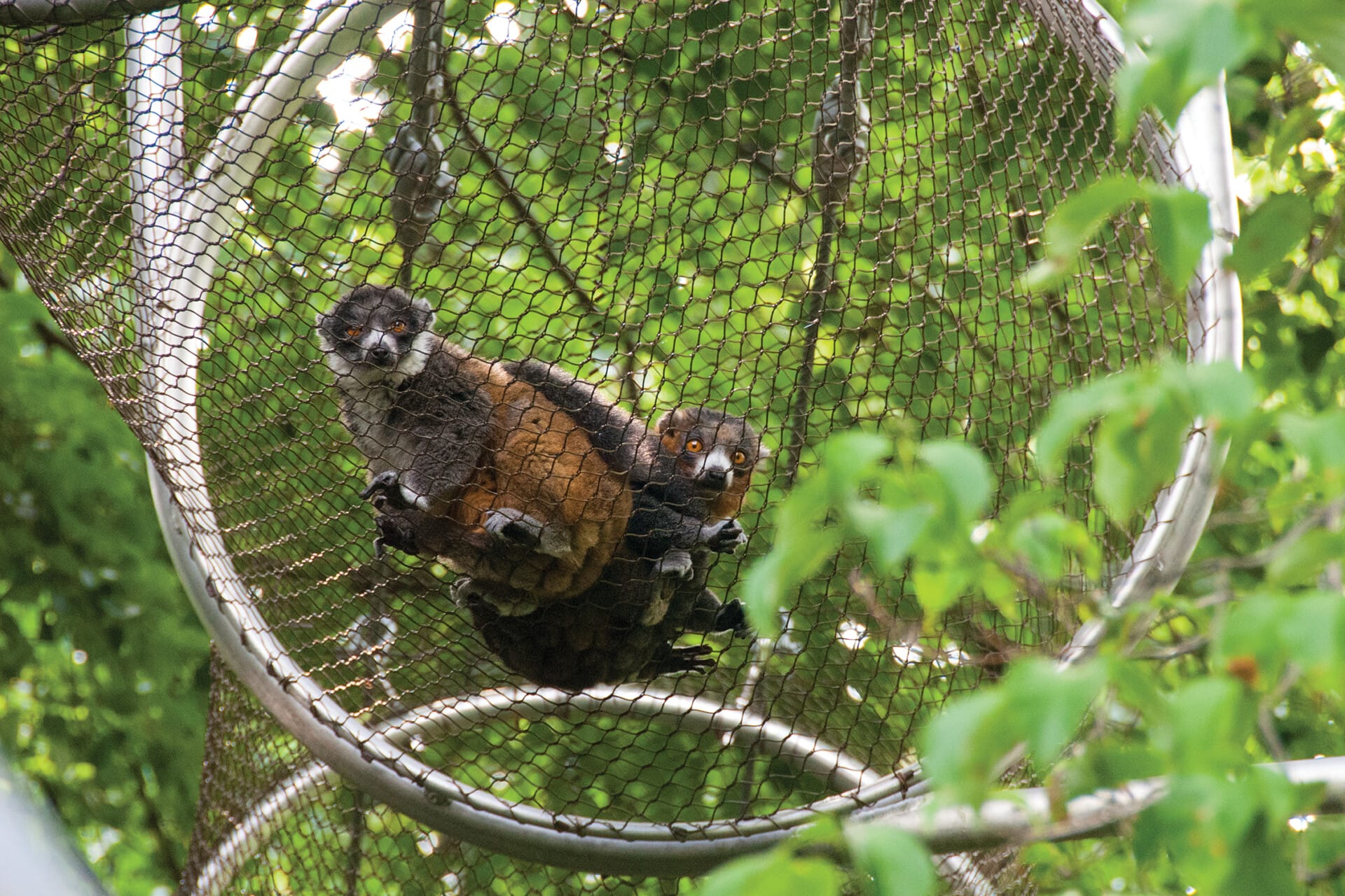 mongoose lemur_2