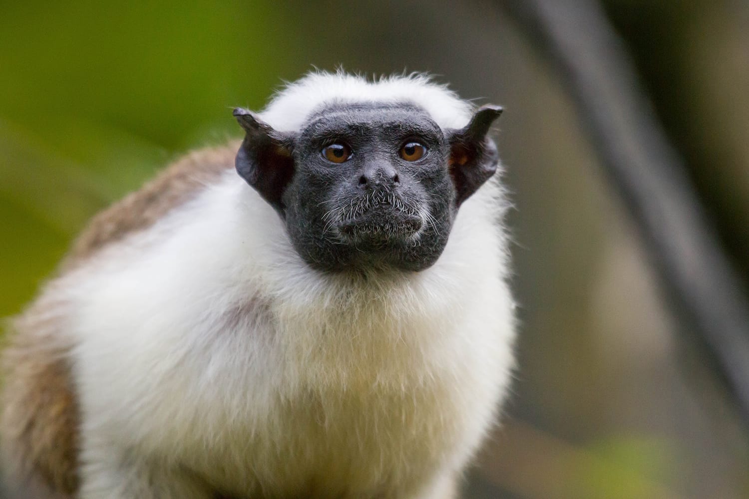 piedtamarin_background
