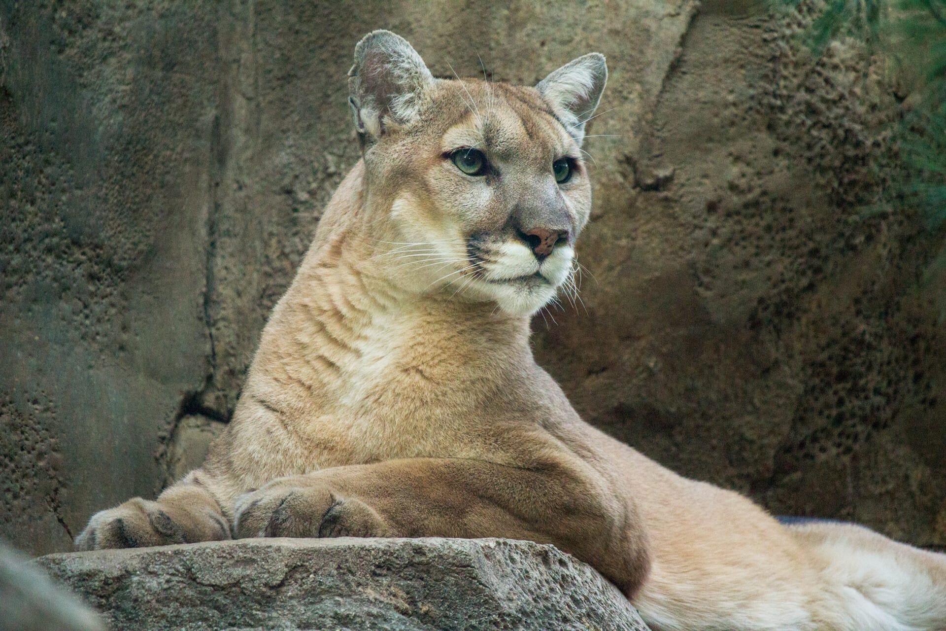 puma the animal pictures