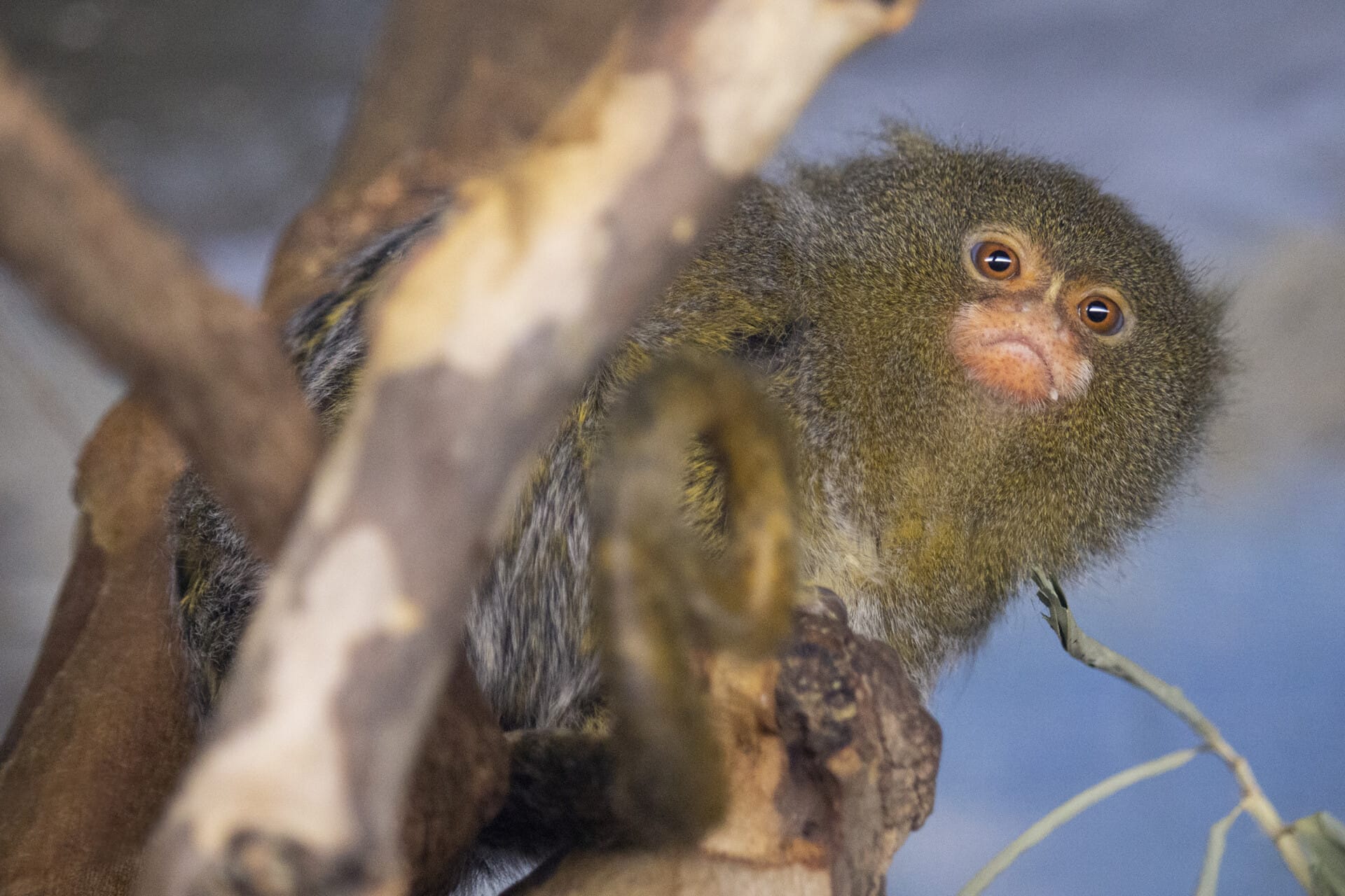 Pygmy Marmoset_header