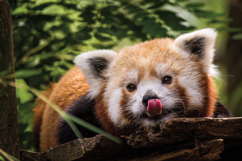 all the animals at the philadelphia zoo