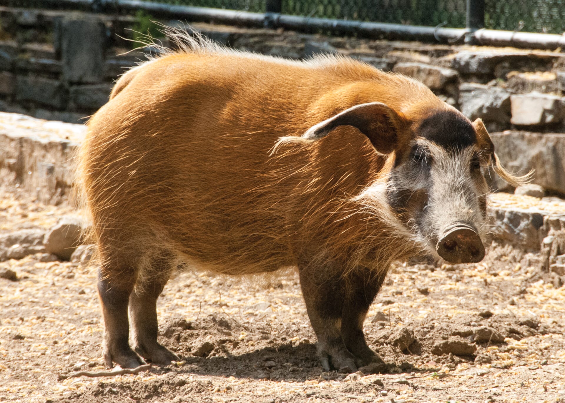 red river hog_background