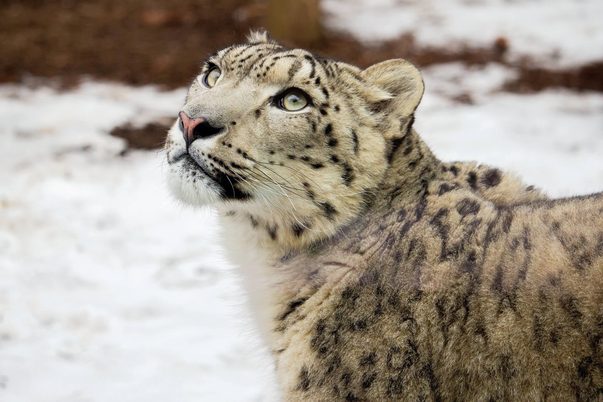 snow leopard_background