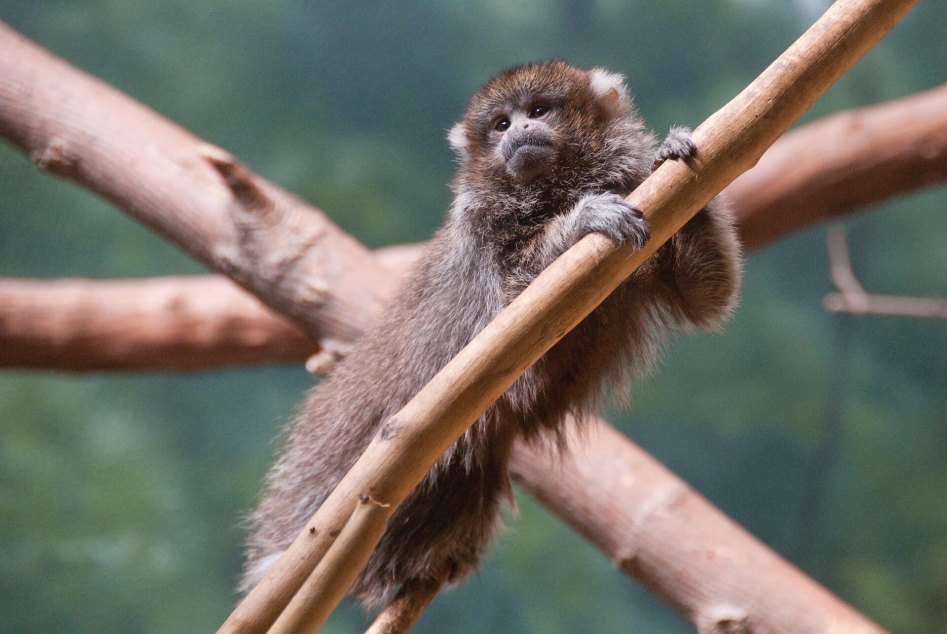 titi monkey_2