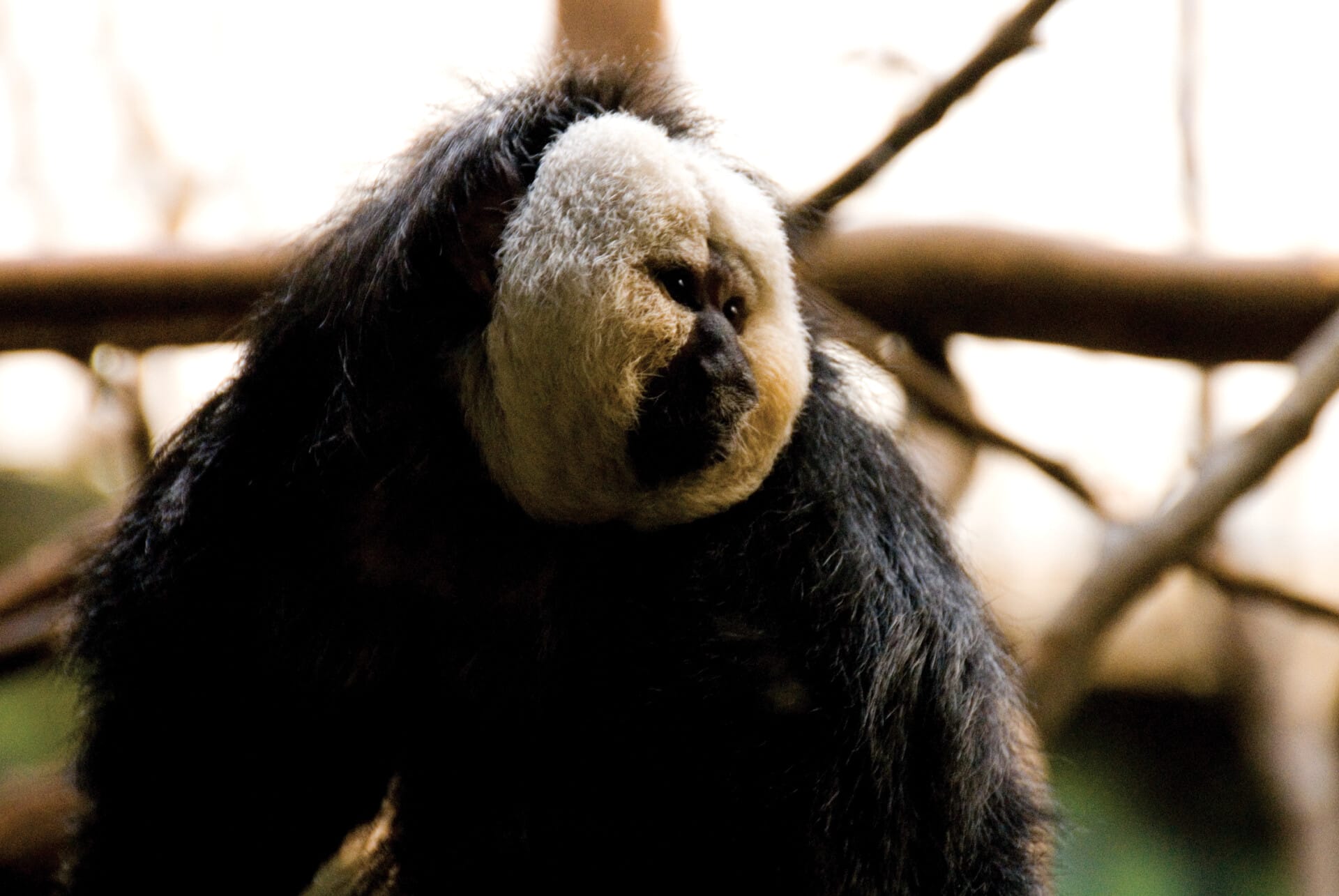 white-faced saki_2