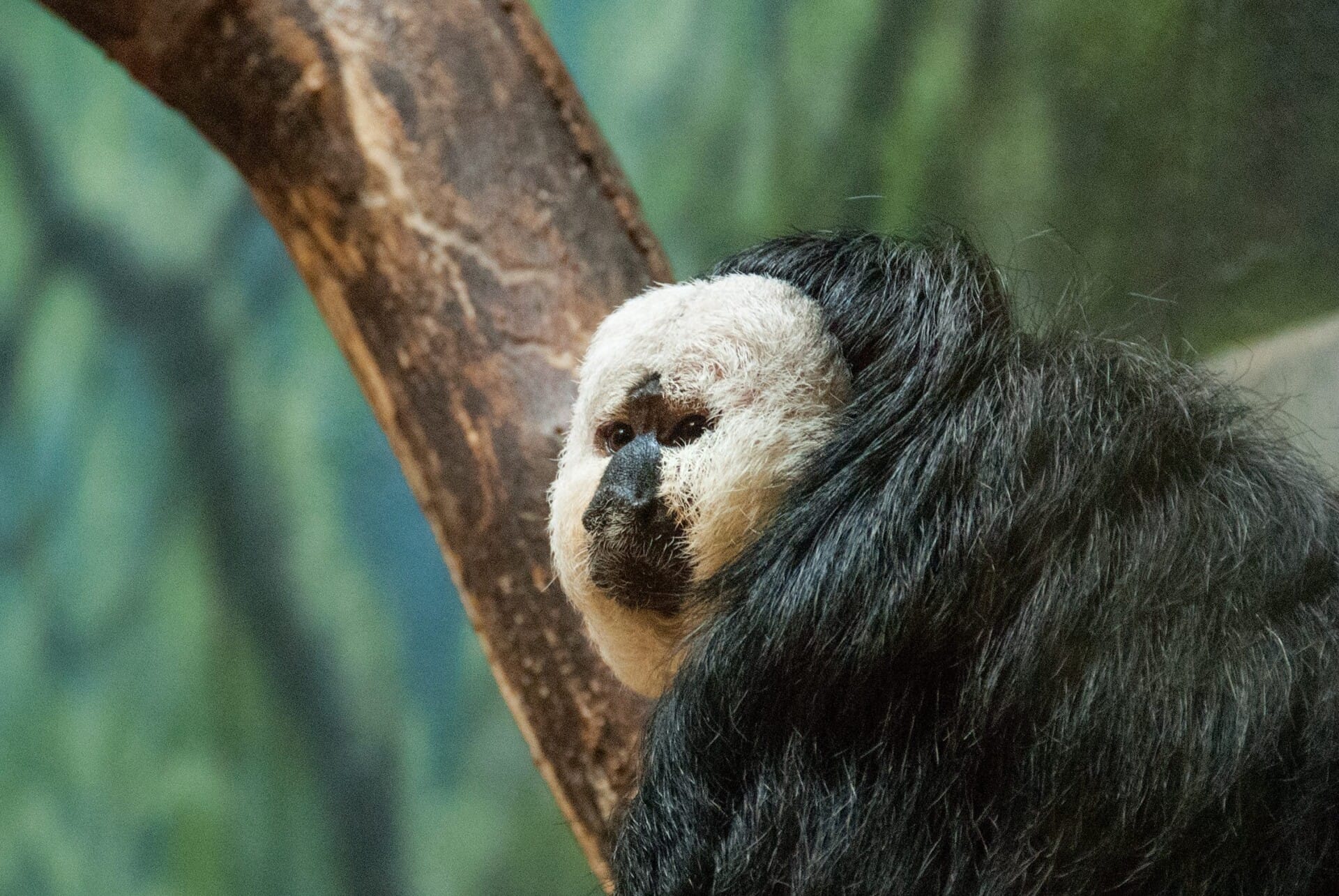 white-faced saki_Header