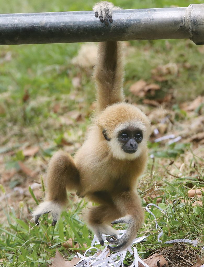 wild republic gibbon