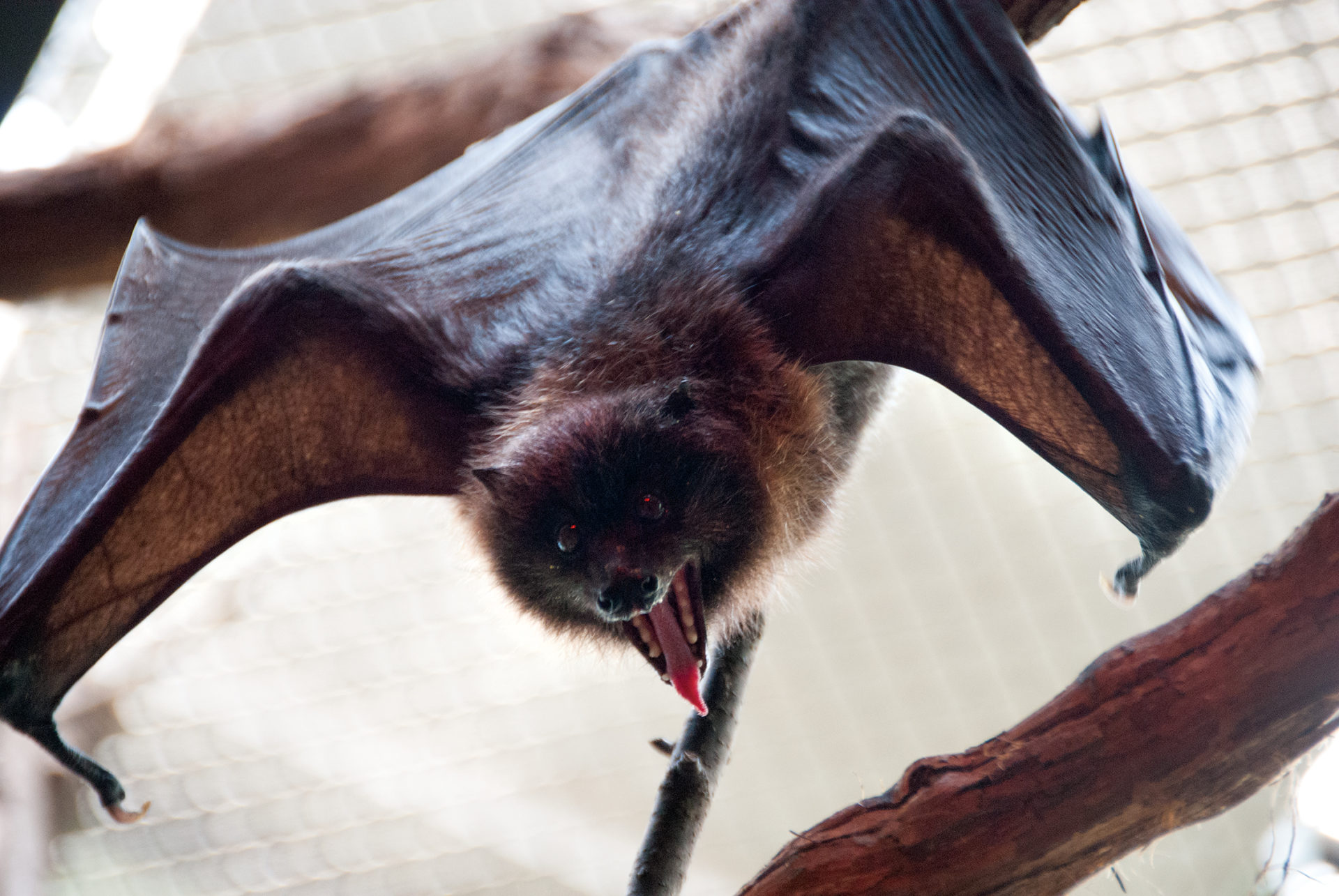 Rodrigues Fruit Bat Conservation Philadelphia Zoo