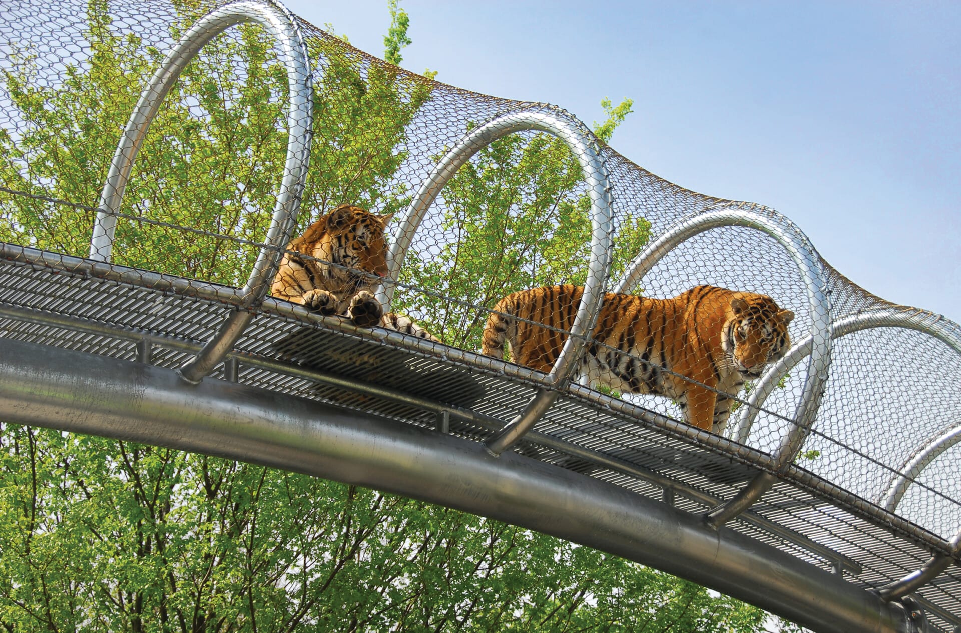Zoo360 Tigers