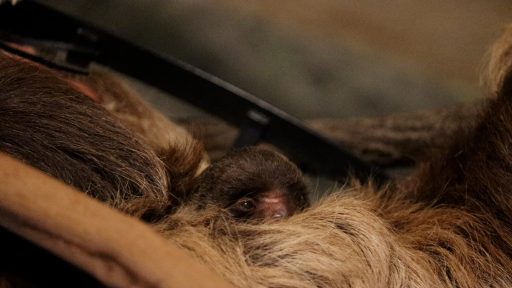 animalplamet slothcam animalplamet slothcam