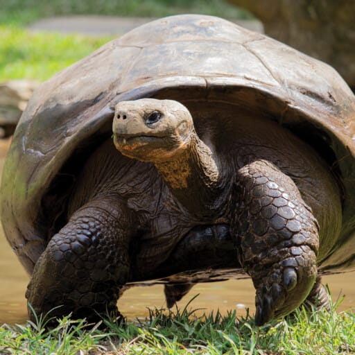 Galapagos Tortoise – Philadelphia Zoo