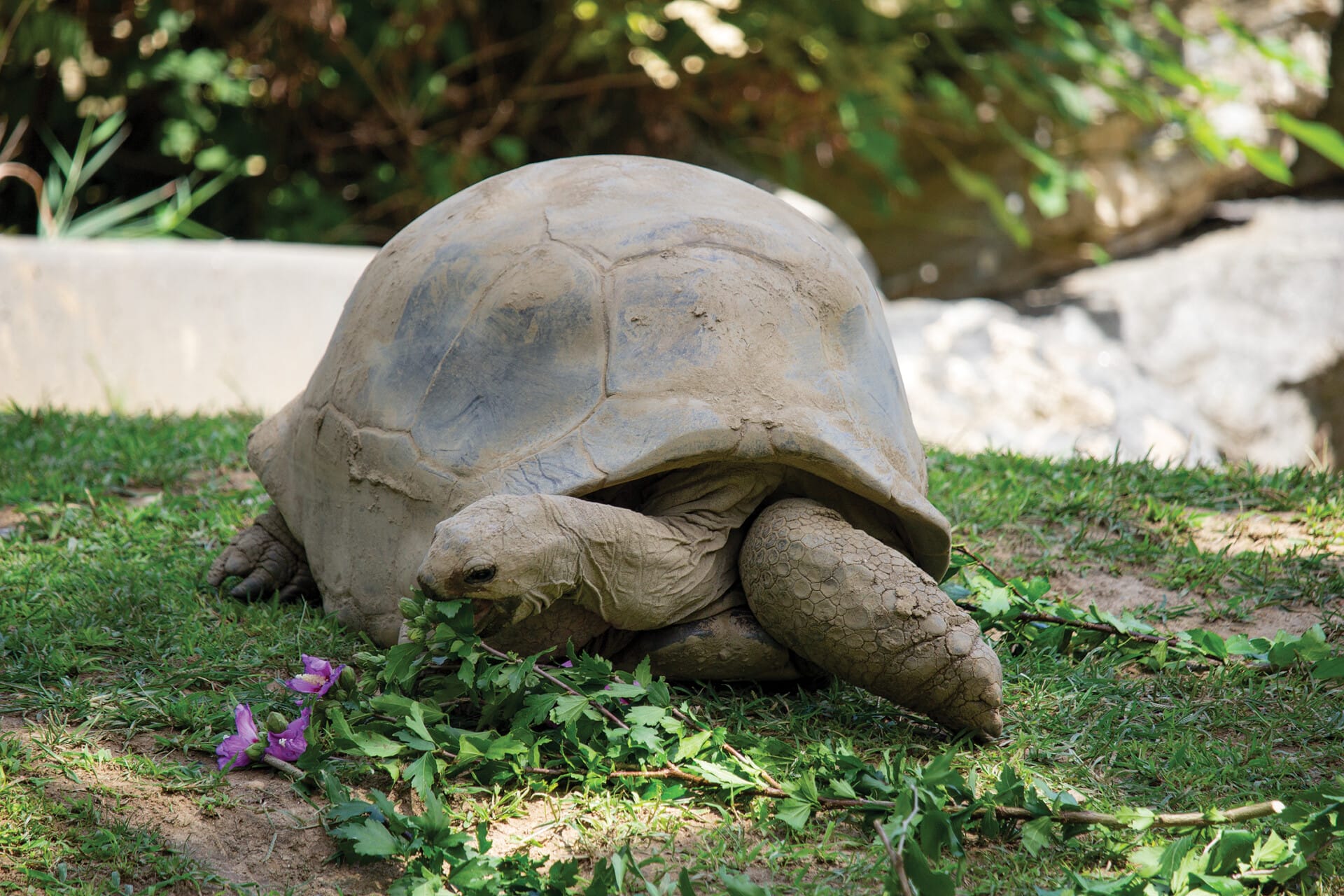 Aldabra tortoise eating hibiscus at Philadelphia Zoo