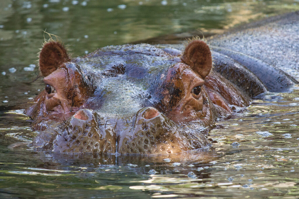 Hippopotamus: Habitat, Diet, Social Structure, Physical Description ...