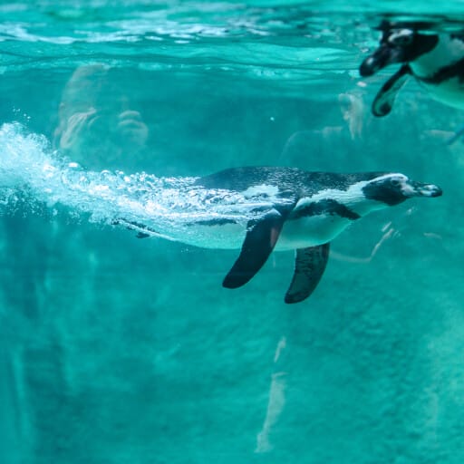 https://www.philadelphiazoo.org/wp-content/uploads/2022/04/HumboldtPenguin_WChung_0737-512x512.jpg