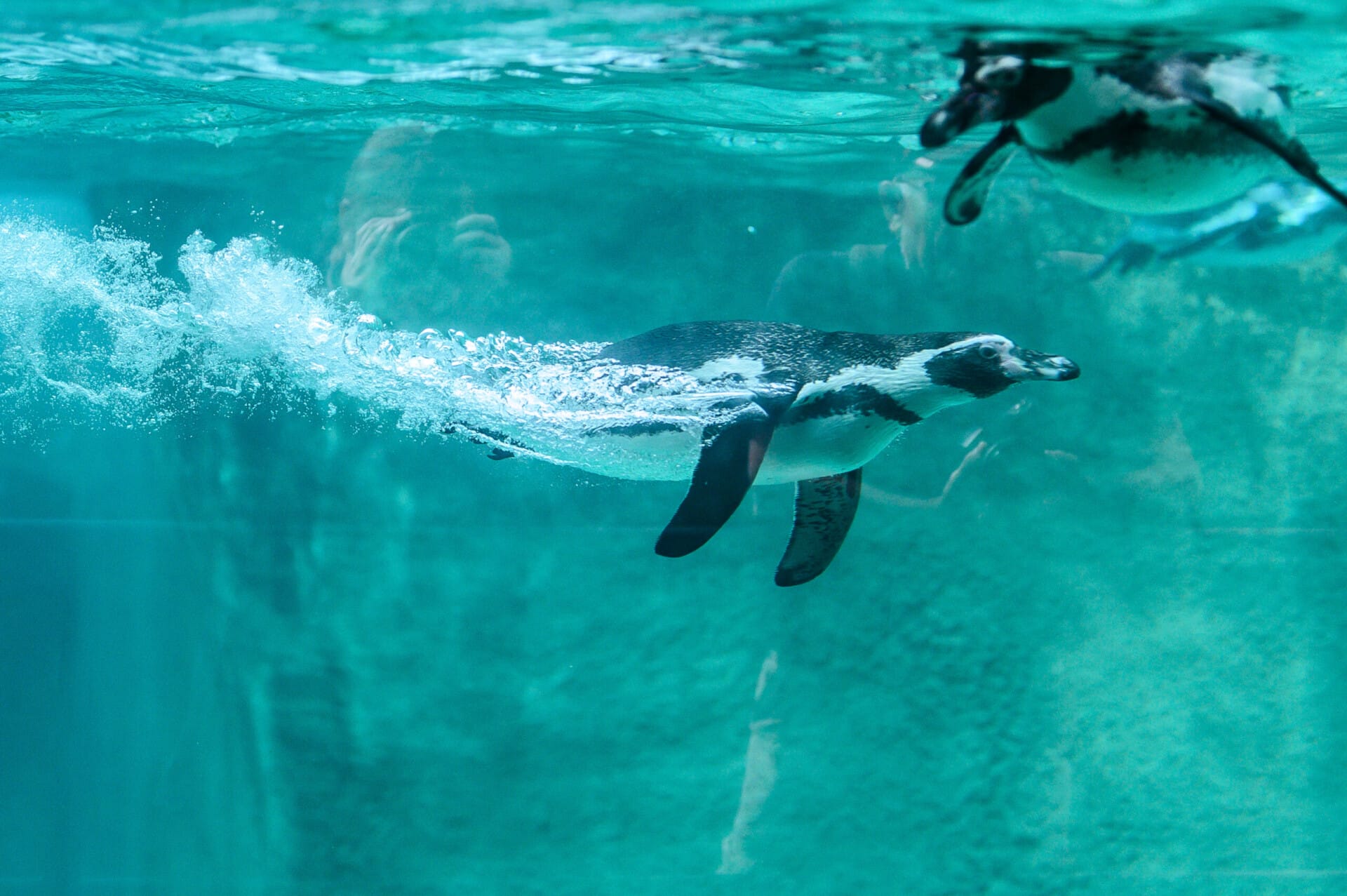 Humboldt Penguin Philadelphia Zoo