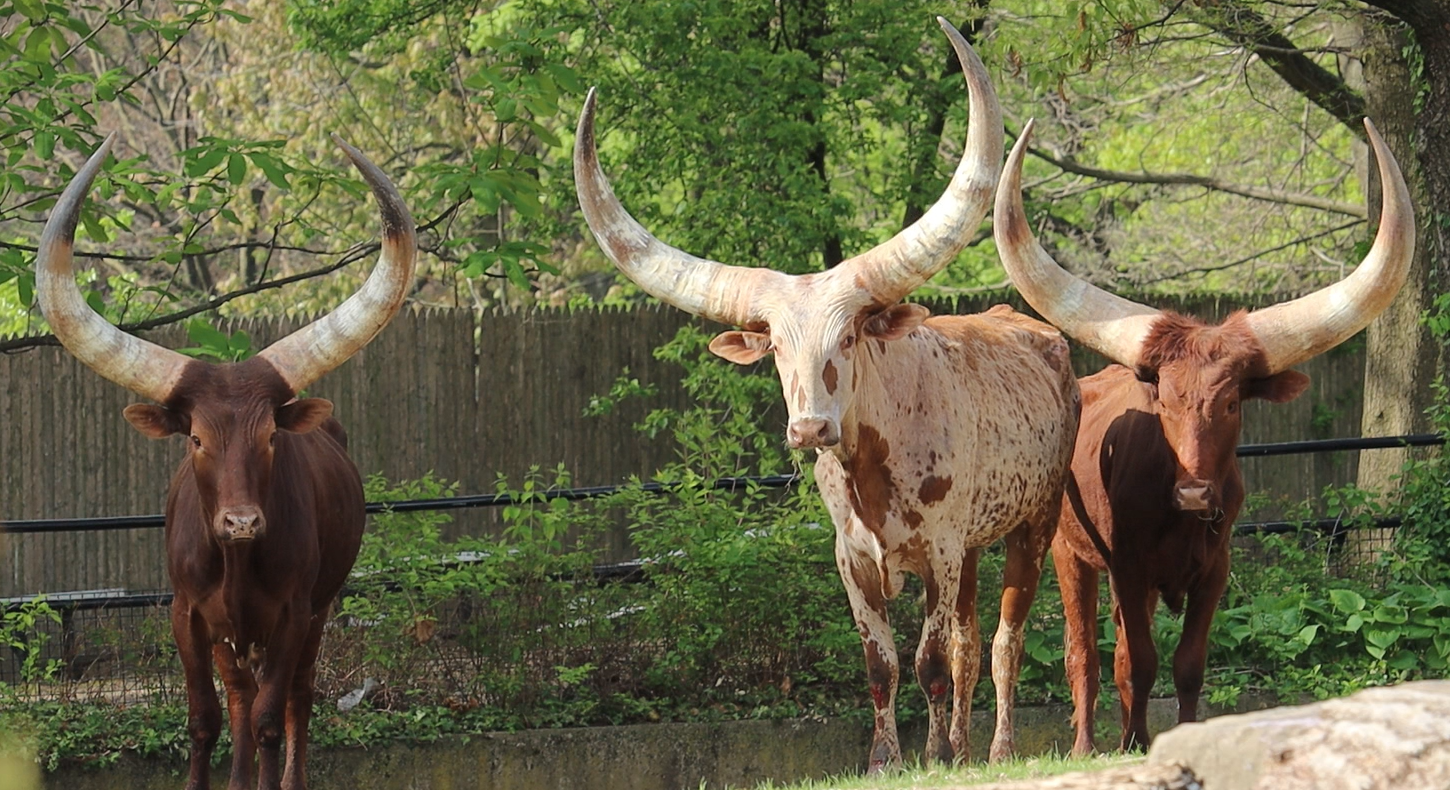 Ankole cattle in their new exhibit at Philadelphia Zoo.
