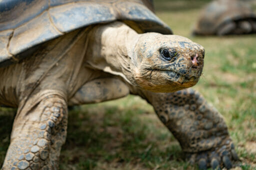 Meet Our Animals – Philadelphia Zoo