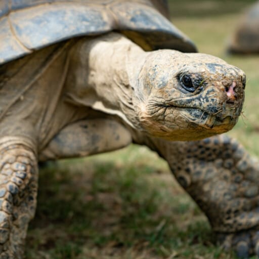 Meet Our Animals – Philadelphia Zoo