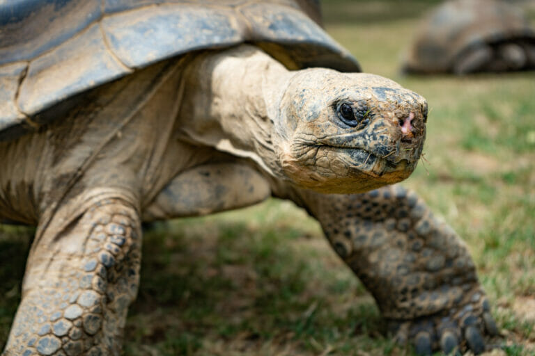 Galapagos Tortoise – Philadelphia Zoo