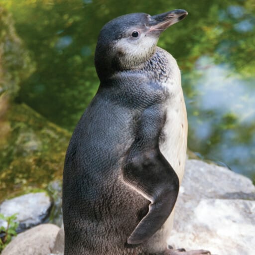 https://www.philadelphiazoo.org/wp-content/uploads/2023/10/HumboldtPenguin_19-512x512.jpg