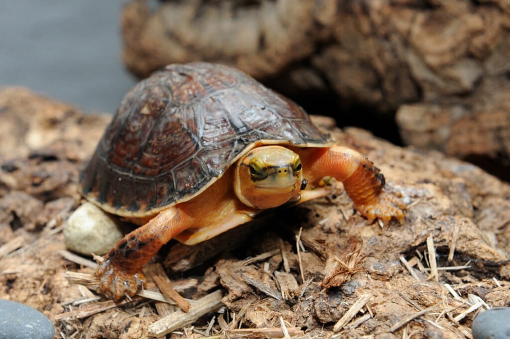 McCord's Box Turtle (Cuora mccordi) – Philadelphia Zoo