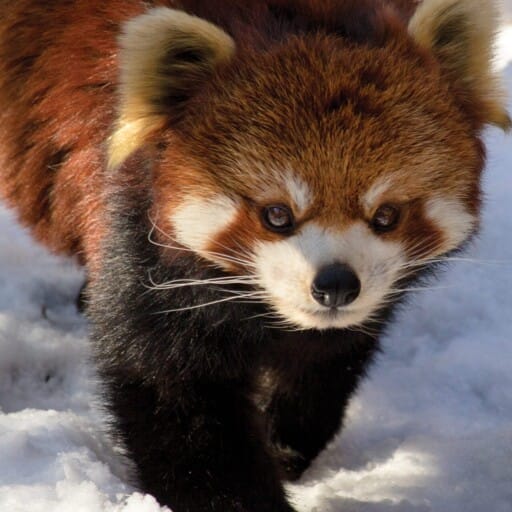 Red Panda – Philadelphia Zoo