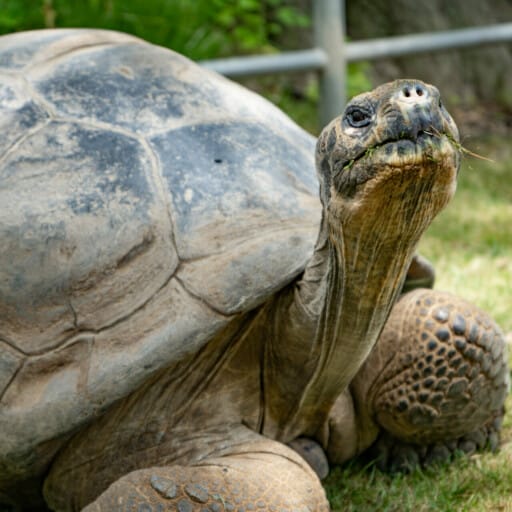 Galapagos Tortoise – Philadelphia Zoo