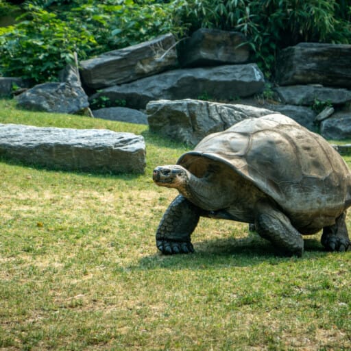 Galapagos Tortoise – Philadelphia Zoo