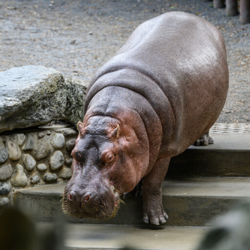 Hippopotamus: Habitat, Diet, Social Structure, Physical Description ...