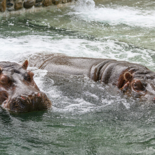 Hippopotamus: Habitat, Diet, Social Structure, Physical Description ...