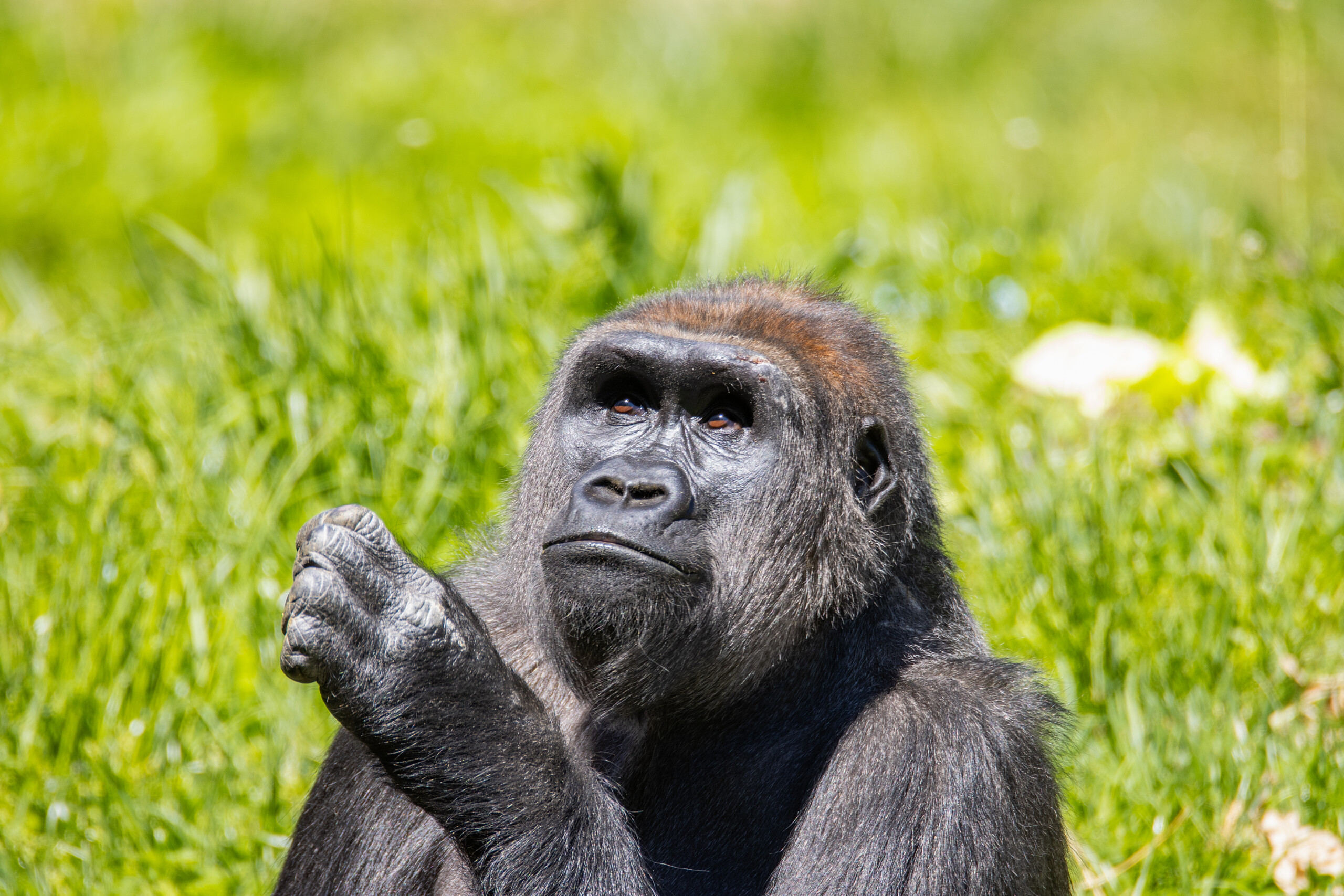 Philadelphia Zoo Announces Arrival of Western Lowland Gorilla Patty ...